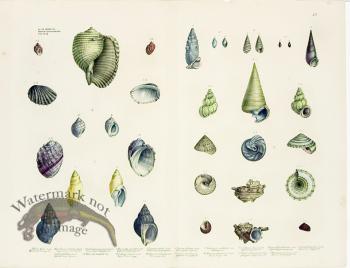 Goldfuss Shell pl 433